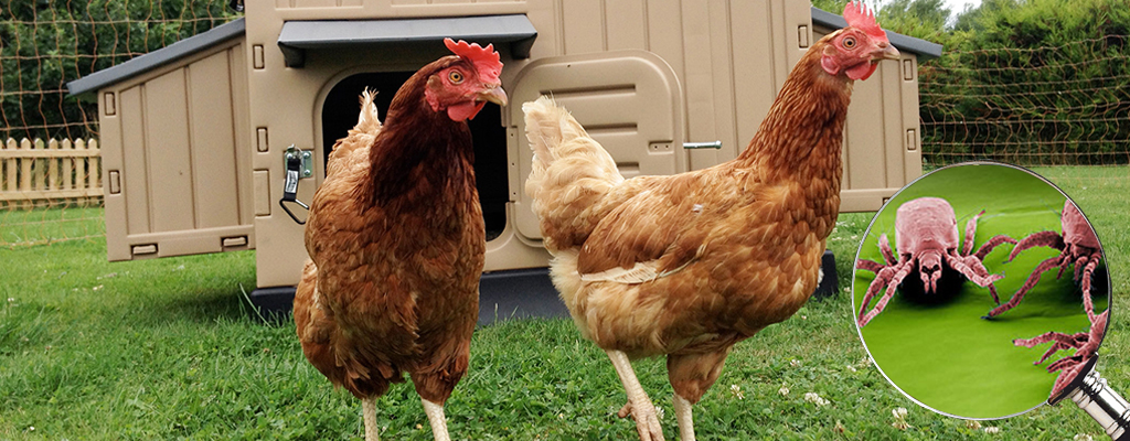 Ako sa efektívne zbaviť klieštikovcov